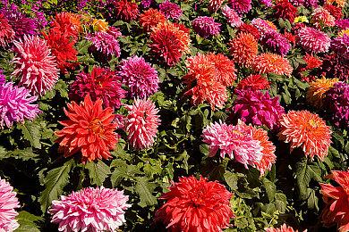 Humble裁员 部分策划部与客户服务部员工被裁